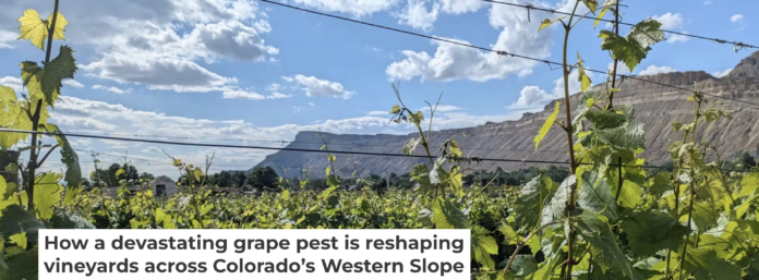 Colorado’s $3.9 billion wine industry is threatened by a tiny aphid. Courtesy of Charlotte Oliver